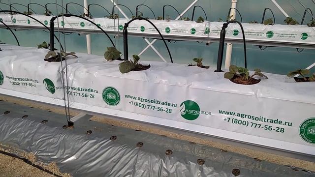 Обрезка листа на клубнике, когда, зачем и какой именно нужно удалить! смотреть онлайн