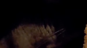 Как шиншилла кричит - звуки шиншиллы