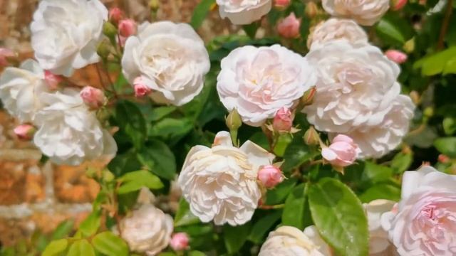 English Rose Garden Blush Rambler смотреть онлайн