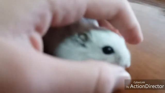 Хомяк прикольно бегает || Хомяк хочет убежать смотреть онлайн