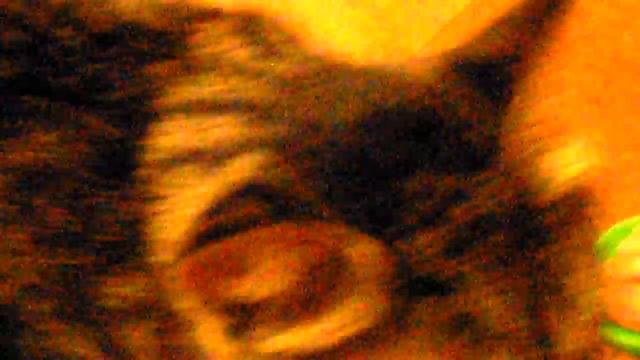 кошка очень четко говорит слово мама смотреть онлайн