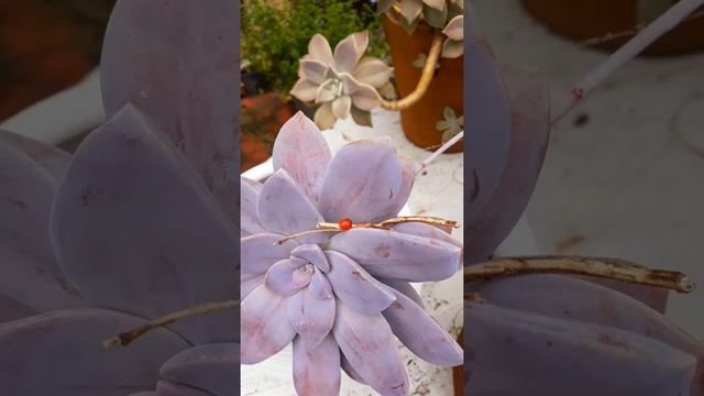 GRAPTOPETALUM SUPERBUM смотреть онлайн