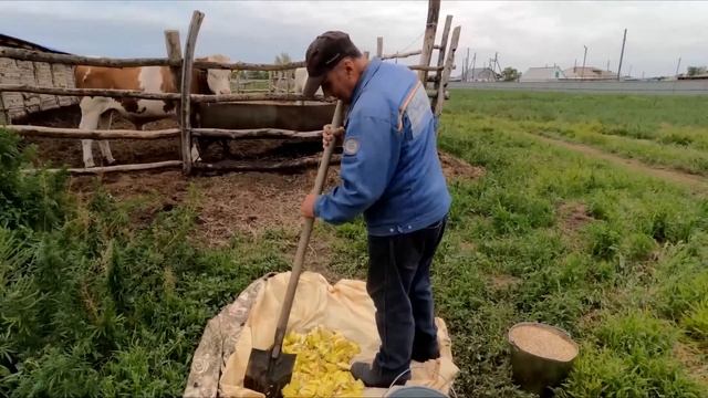 Барин и Макарон едят тыкву и запивают обратом, сено, щенок. смотреть онлайн