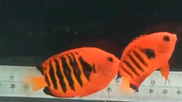 Огненный Ангел.mp4 смотреть онлайн