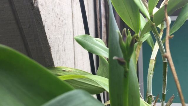 Cattianthe Wassana Elegente = Cattleya Jungle Elf X Cattleya Loog Tone