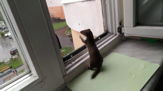 48.2 Ласка рвётся на улицу. Weasel breaks into the street. смотреть онлайн