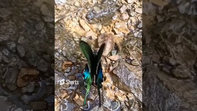 Синий индийский парусник! смотреть онлайн
