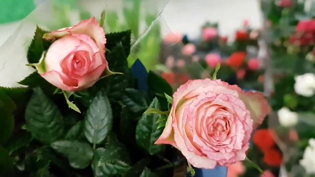 Гардения, кливия, розы, соланум, бегонии крупноцветковые из Нидерландов(Голландии). Обзор магазина. смотреть онлайн