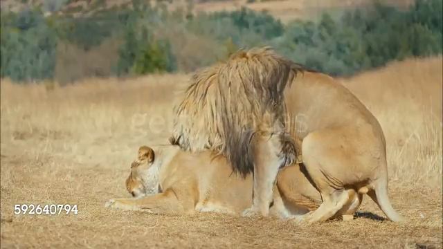 Mating • Lions Mating Each Other In Wild.