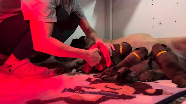 Goody litter. Two wk tomorrow 2-19-24 смотреть онлайн