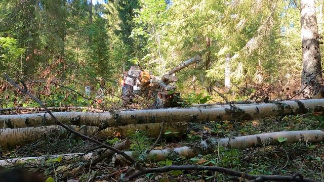 Hauling The Dried Birches | The Forgotten Log Cabin Project смотреть онлайн