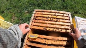 Две матки через ганемановскую решетку как им живется  Ставим вторые корпуса расширяем семьи 1видео