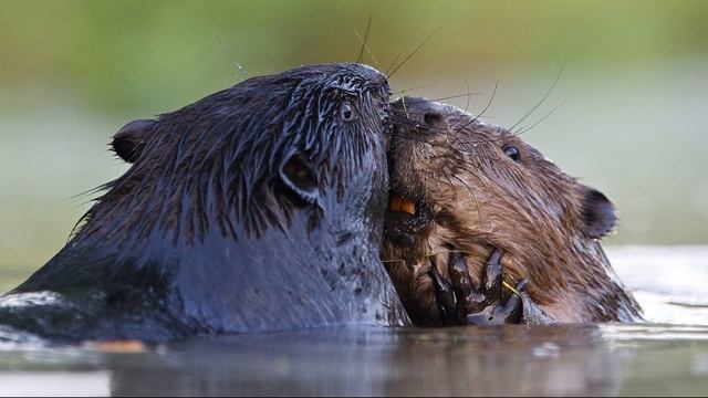 Окружающий мир. Рабочая тетрадь 4 класс 1 часть. ГДЗ стр. 77 №8 смотреть онлайн