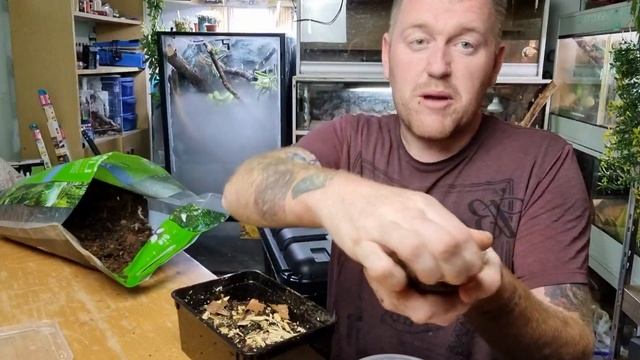 How to Culture Giant Orange Isopods || How To Breed Tropical Orange Isopods 2021 смотреть онлайн