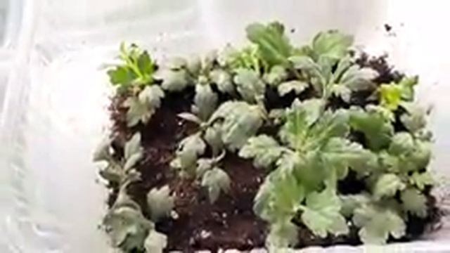 ПОДКОРМКА МАТОЧНИКОВ ХРИЗАНТЕМЫ. ЧЕРНЕЮТ ЛИСТЬЯ ЧЕРЕНКОВ. ЧТО ДЕЛАТЬ? смотреть онлайн