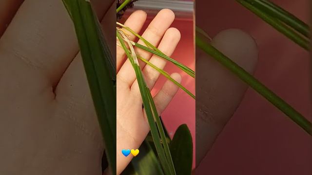 Brassavola cuculata смотреть онлайн