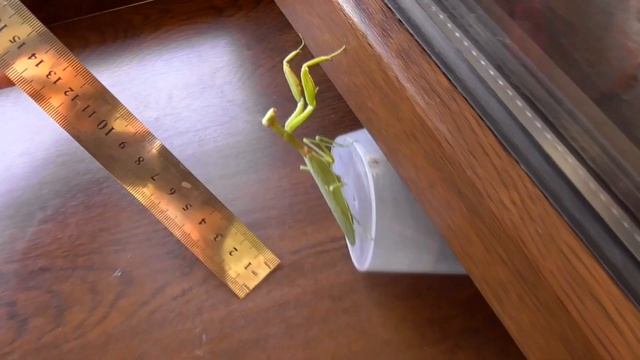 БОГОМОЛ ЗАЛЕТЕЛ КО МНЕ ДОМОЙ И СТАЛ ДОМАШНИМ / как правильно кормить богомола / как ухаживать? смотреть онлайн