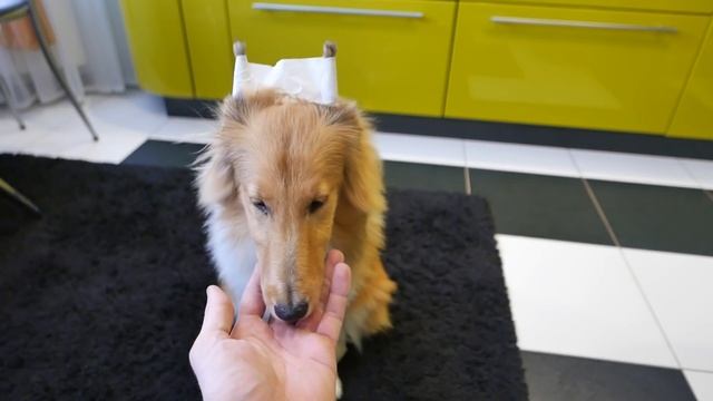 Клею ушки Шелти с помощью Малярной ленты! ? смотреть онлайн