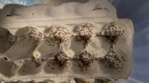 ДОМОВЫЕ СВЕРЧКИ. РАЗВЕДЕНИЕ. СОДЕРЖАНИЕ.