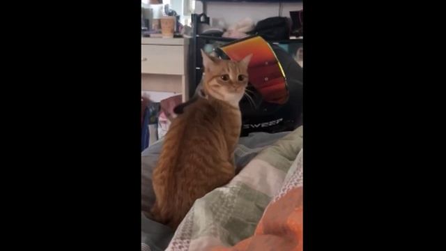 Том и Джерри - кавер версия смотреть онлайн