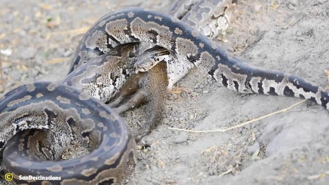 50 Incredible Moments Poor Python Caught On Camera смотреть онлайн