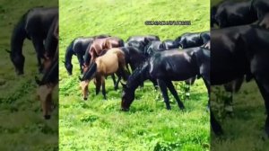 Табун лошадей Карачаевской породы. Карачаевская порода лошадей.