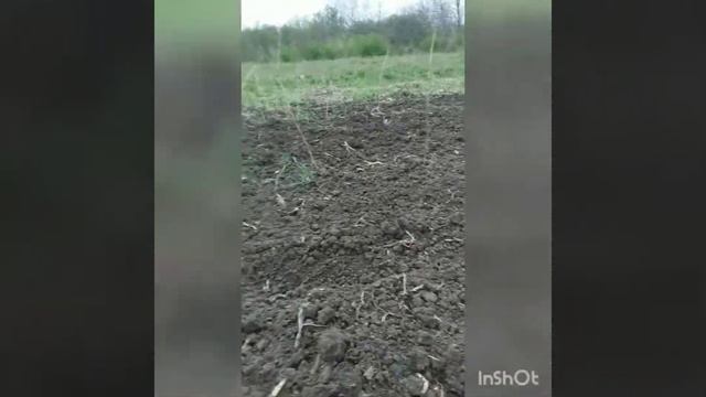 Весенняя посадка малины крапивкой. смотреть онлайн