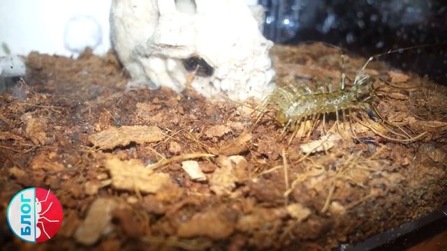 Scutigera coleoptrata против таракана, муравьев и мухоловки смотреть онлайн