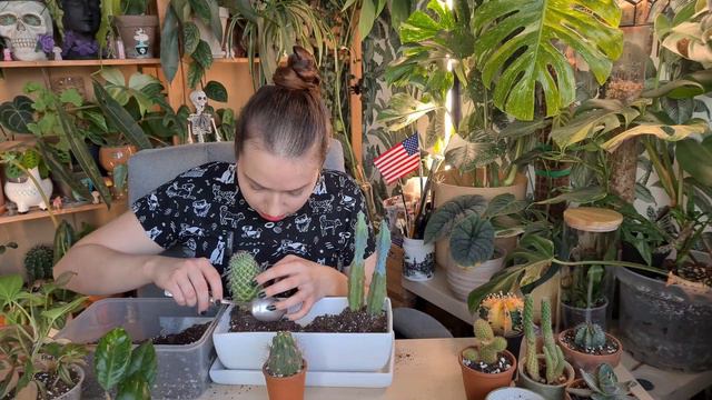 repot with me 🌵 Potting Hoya to pon, pink Syngonium propagations, cacti arrangement смотреть онлайн