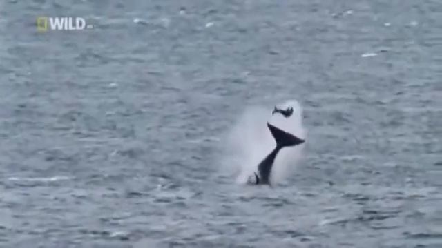 Касатки(супер хищники)/Wild Animals смотреть онлайн