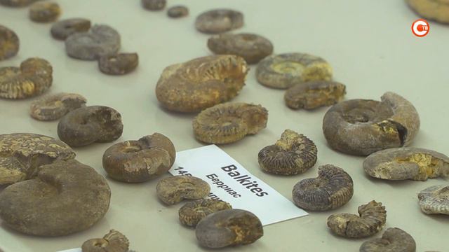 Севастопольская семья открыла музей окаменелостей Крыма смотреть онлайн