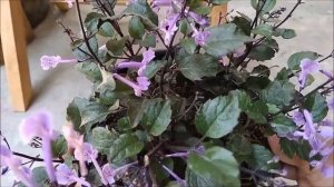 Plectranthus ‘Mona Lavender’ Beautiful Purple Flower For Houseplant