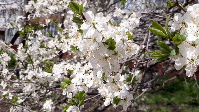 Цветущая черешня. Музыкальная зарисовка. Что посмотреть в России? смотреть онлайн