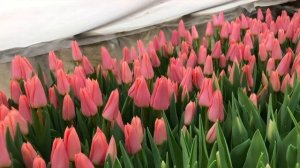 Выгонка тюльпанов к 8 Марта. сорт Neper (Непер)