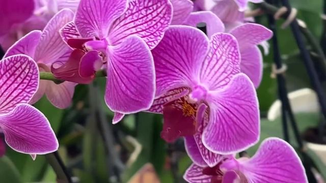 Микс Биг Липов и уставшая витрина с орхидеями в Бауцентре. Неужели последнее поступление? смотреть онлайн