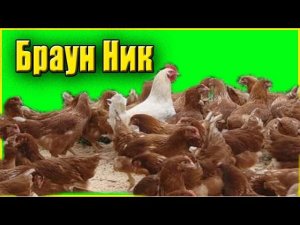 Несушка Браун Ник Цыплятам 18 дней