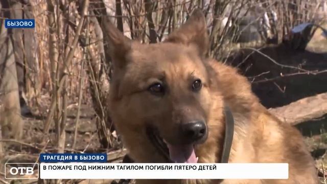 Медицина катастроф. Пожар в Бызово