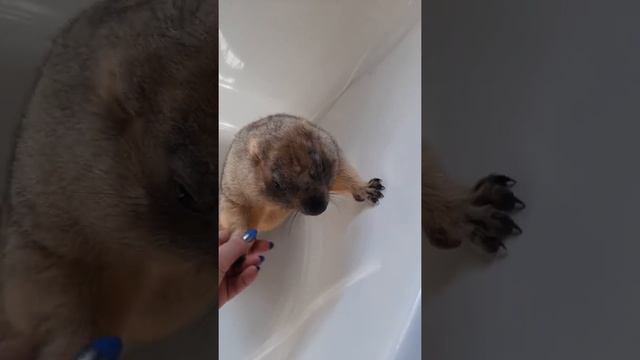 Потерялся сурок#прикольные звери#marmot#cute animals смотреть онлайн