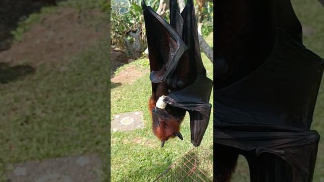 Flying Foxes Dine смотреть онлайн