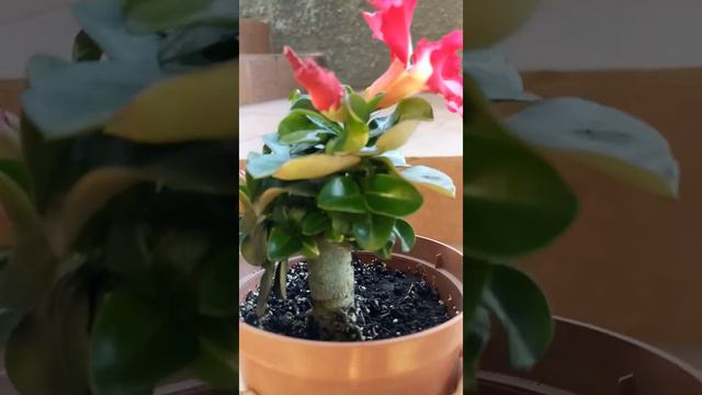 Адениум "Mini Size". Цветение | Adenium смотреть онлайн