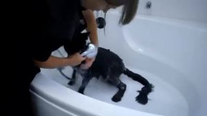 Купание кота мейн кун.  С чего начать?