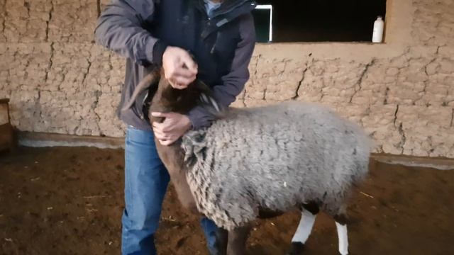 Гиссарские бараны. Анвар Рустемов +77017224679(ватцап) смотреть онлайн