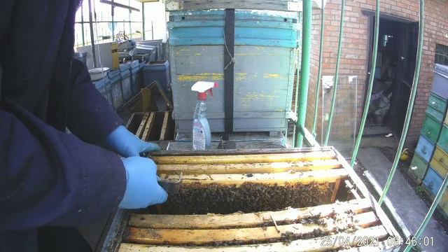 Крушение стереотипов в пчеловодстве.Резерва 6-8 кг мёда в ульях нет,а пчелы бурно развиваются. смотреть онлайн