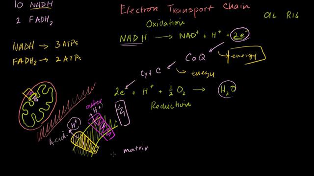 Electron Transport Chain смотреть онлайн