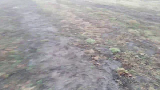 Поповнення маточного саду фундука новими сортами європейської та української селекції смотреть онлайн