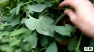 Томат Бобкат в теплице из ПК.