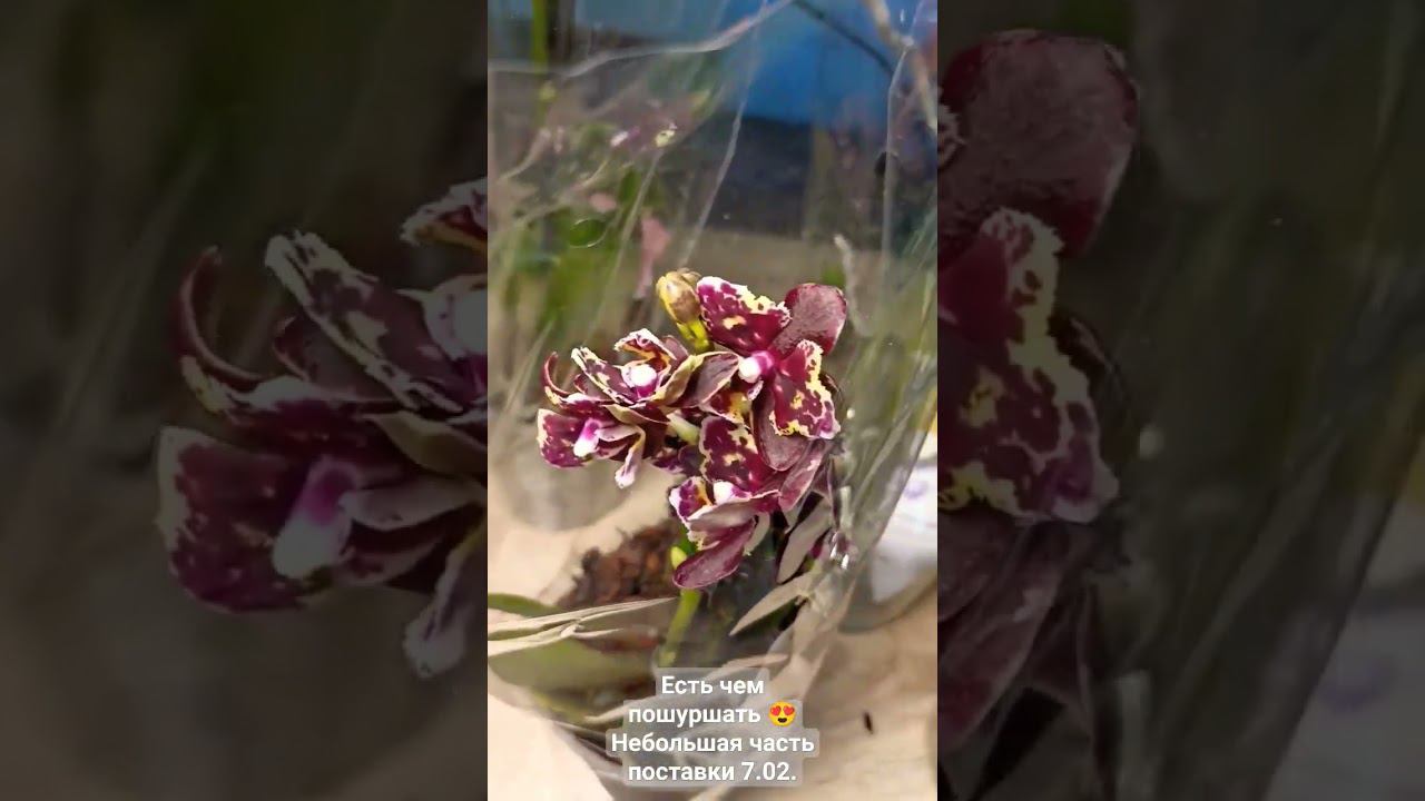 Есть чем пошуршать! Орхидеи бабочки и пелорики. Новая поставка! смотреть онлайн