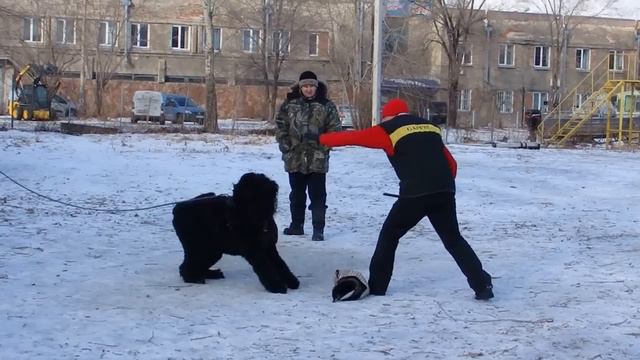 Black Russian Terrier Security Guard Class.Русский черный терьер занятие по ЗКС. смотреть онлайн