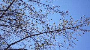 Гелиос 44м-7 Пример видео с  объектива.