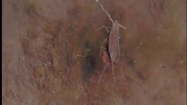 Мой пруд. Водяной Клоп-скорпион. Спаривание. смотреть онлайн